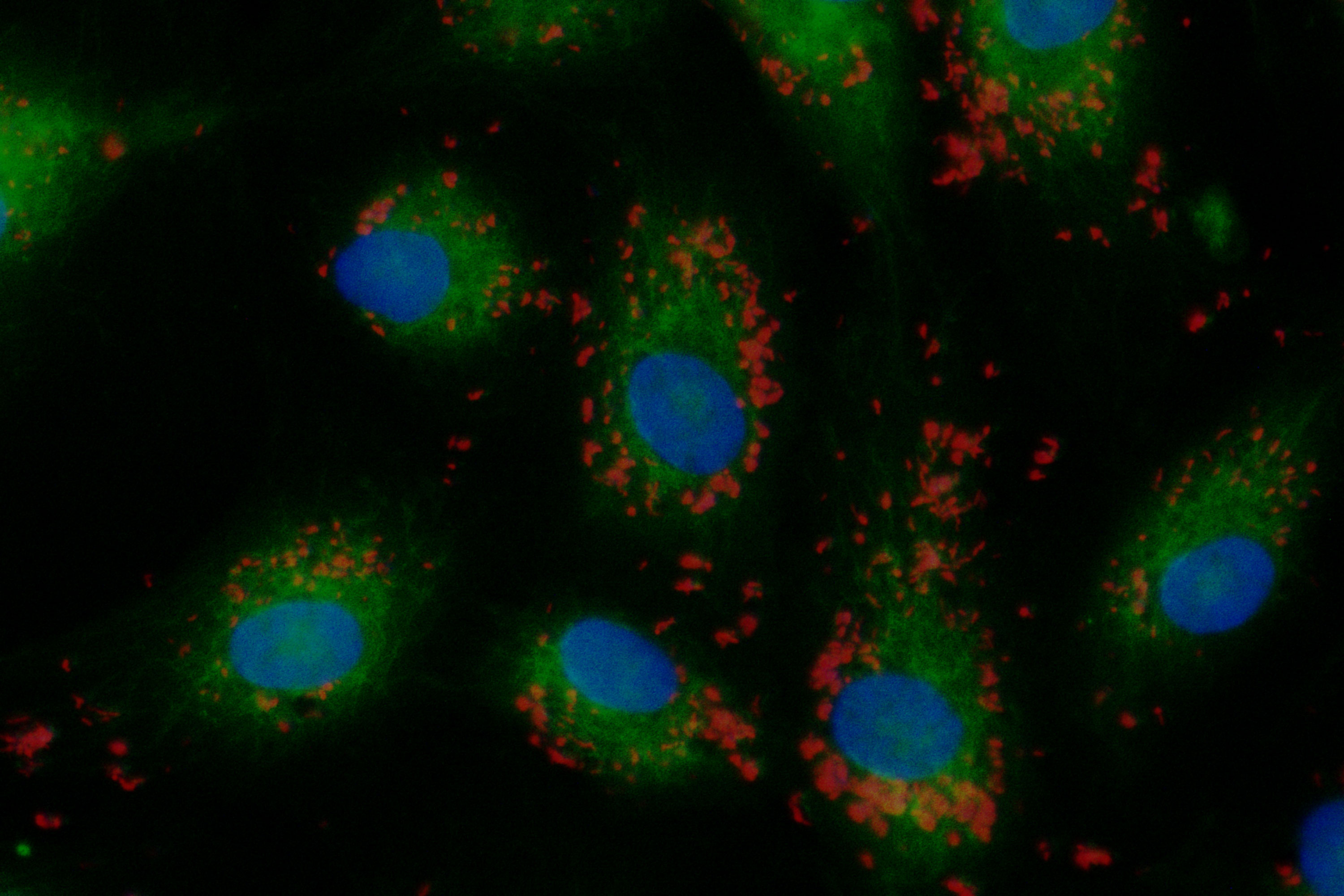 メンバー | 大阪大学微生物病研究所 人獣共通細菌感染症研究