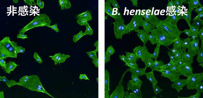 バルトネラ・ヘンセレによる血管内皮細胞の増殖促進。ヒト臍帯静脈内皮細胞に本菌を感染させると（右）、非感染細胞（左）よりも細胞の数が増加する。