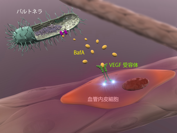 菌から分泌されたBafAは血管内皮細胞表面に存在するVEGF（血管内皮増殖因子）の受容体に作用し、細胞増殖シグナルを活性化させる。