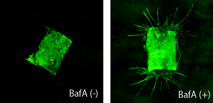 BafA存在下でマウス大動脈片を培養すると、微小血管の発芽・伸張がみられる。
